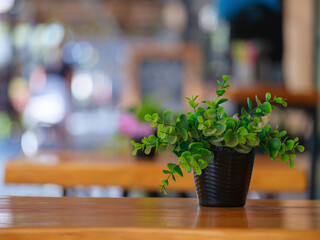 beautiful green leafy plant on wooden table
