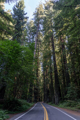 Avenue of the Giants, Humboldt State Park, California