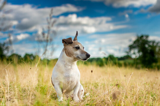 Jack Russell 