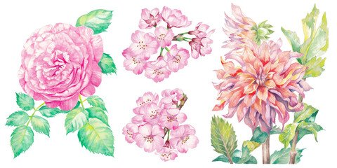 set of hand painted watercolor illustration of pink flowers, isolated on white background