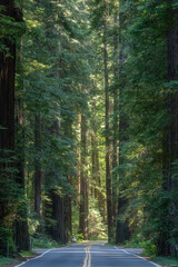 Avenue of the Giants, Humboldt State Park, California