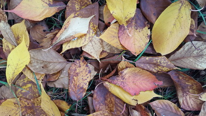Autumn leaves, from a flowering cherry tree, with strong yellow colour.