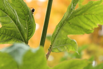 Fototapeta premium Small wasp peeking out behind a leaf, with bold yellow background.
