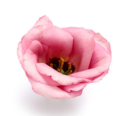 Obraz na płótnie Canvas Bud of beautiful pink eustoma flower on white background