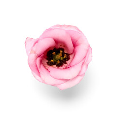 Bud of beautiful pink eustoma flower on white background
