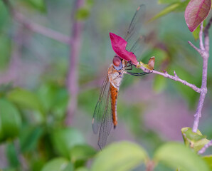 Dragonfly. Beautiful dragonfly in the nature habitat. Macro shots of a dragonfly.