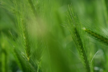 Abstract blurred bright color nature background. Bright green color of rye meadow moving on the wind, macro close-up, selective focus. Young wheat, a field of decorative spike ears.