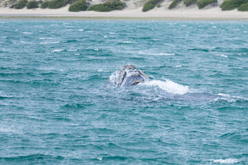 Whale watching from Valdes Peninsula,Argentina. Wildlife