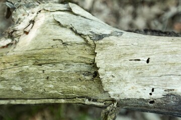 Moss on rotten branch tree in forest