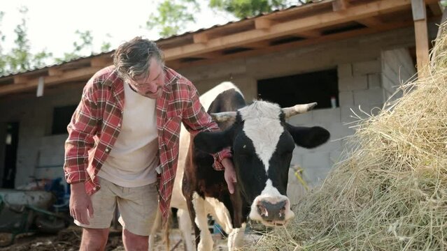 Handsome mature farmer pet and takes care of cow on the backyard of dairy farm. Growing livestock is a traditional direction of agriculture. Animal husbandry