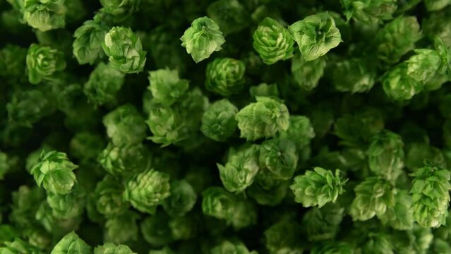 Super Slow Motion Shot of Fresh Green Hops Flying Towards Camera at 1000 fps.