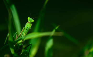 Green mantis on grass close up
