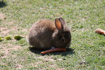 Dwarf Rabbit, a breed of domestic rabbit