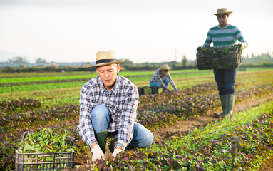 Confident hired employee harvesting red mustard in the garden