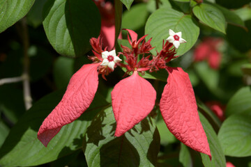 ユメレア・サギタタ