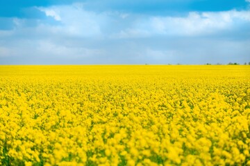 Obraz premium Field of colza rapeseed yellow flowers and blue sky, agriculture concept