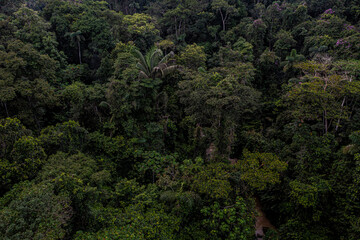 A tropical stream is running through the rainforest - a nature background