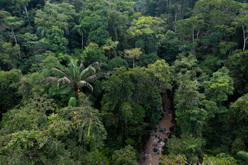 A tropical stream is running through the rainforest - a nature background of the amazon tropical forest in Ecuador, South America