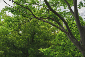 桜の木（落花後）