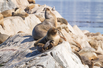 South American sea lion colony on Beagle channel