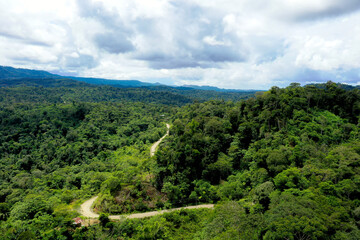Fototapeta na wymiar A dirt road running through the Amazon of Ecuador