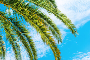 Fototapeta premium Tropical coconut palm on the background of a bright blue sky