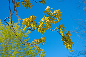 Beautiful spring oak branch with catkins and green leaves close-up against the blue sky