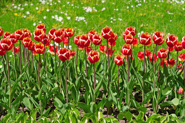 Beautiful bicolor white-red tulips close-up in the park on a sunny day