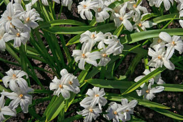 Bright beautiful white flowers of chionodoxa lucilia close-up in a flower garden on a sunny day