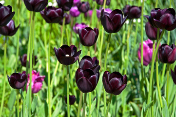 Beautiful burgundy tulips Queen of Night close-up in the park on a sunny day