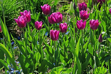 Beautiful purple tulips Jumbo Purple close-up in the park against the background of green grass