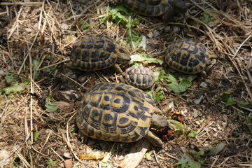 Hermann's Tortoise (Scientific name: Testudo Hermanni)
