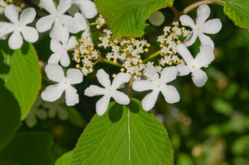 Beautiful viburnum branch with white flowers and green leaves close up in the garden on a sunny day