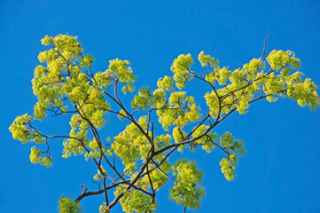 Beautiful spring maple branches with green leaves and flowers against the blue sky