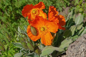 Three beautiful orange papavers nudicaule with buds close-up in the garden in a flower garden