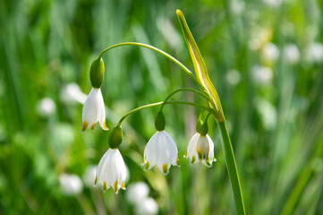 Bright beautiful white flowers of leucojum vernum close-up on a background of green grass on a sunny day