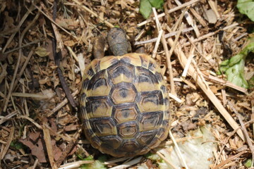 Hermann's Tortoise (Scientific name: Testudo Hermanni) - 508542485