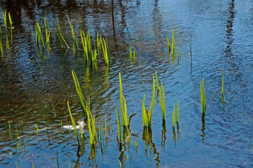 Spring pond with green stems of plants and reflection and bird feather