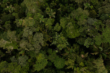Gorgeous tropical forest nature background: high biodiversity is visible in the tree canopy of the...
