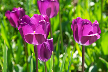 Beautiful Deep Purple tulips close-up in the park against the background of green grass