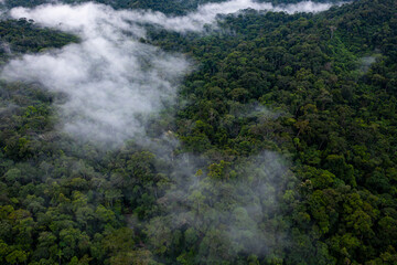 Tropical forest background, aerial view of a rainforest canopy covered in a thin layer of fog