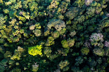 Colorful aerial top view of a rainforest canopy, nature background showing the many trees in the Amazon, a forest with the highest biodiversity in the world