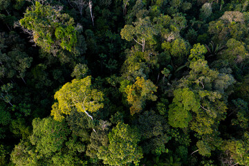 Amazon rainforest in bloom, yellow flowers are visible in the tropical forest canopy, a beautiful nature background of a forest with the highest biodiversity on earth