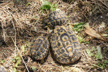 Hermann's Tortoise (Scientific name: Testudo Hermanni)