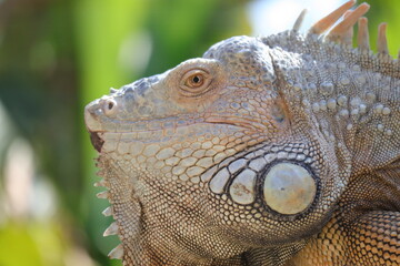 Iguana, a genus of lizards, Iguanidae family