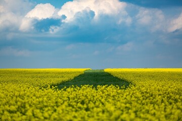 Obraz premium Field of colza rapeseed yellow flowers and blue sky, agriculture concept