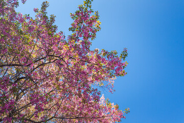 pink cherry blossom, beautiful flower nature background.