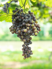 bunch of grapes on vine