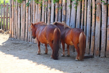 Pony, small horses standing less than 147 cm or 58 inches