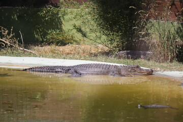 Spectacled Caiman (Scientific name: Caiman crocodilus)
